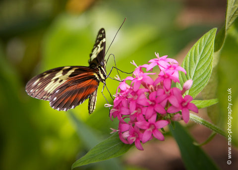 Tarricina Longwing Butterfly PEI