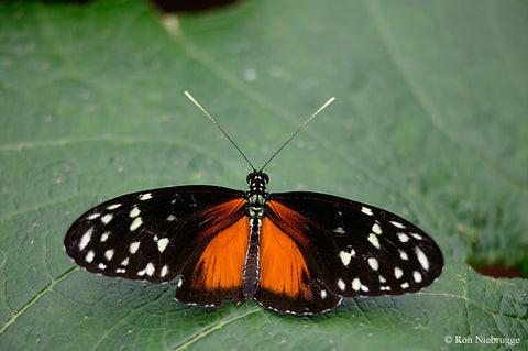 Tiger Longwing Butterfly PEI