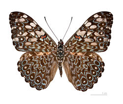 Variable Cracker PEI Butterfly 