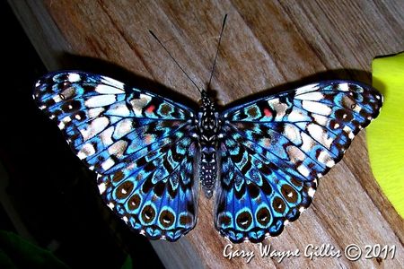 Variable Cracker Butterfly PEI