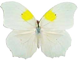 White Angled-Sulphur Butterfly 