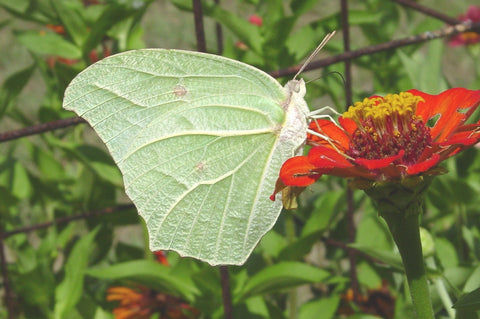 White Angled-Sulphur Butterfly 2