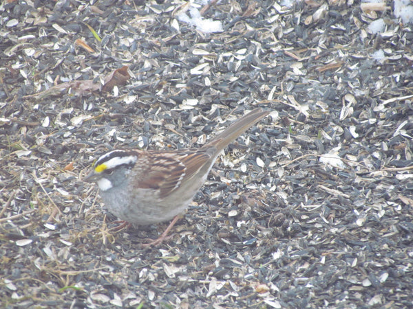 White-throated Sparrow