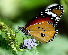 African Monarch Butterfly House PEI