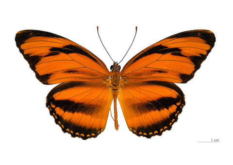 Banded Orange Butterfly PEI Butterfly House