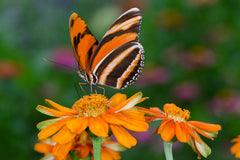 banded orange butterfly PEI