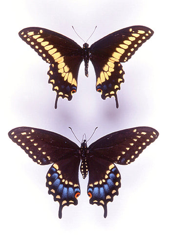 black swallowtail butterfly 