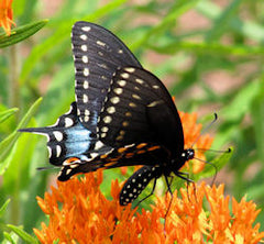 black swallowtail butterfly PEI