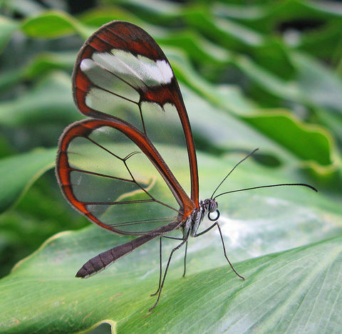 glass winged 