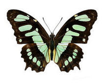 Malachite Butterfly PEI