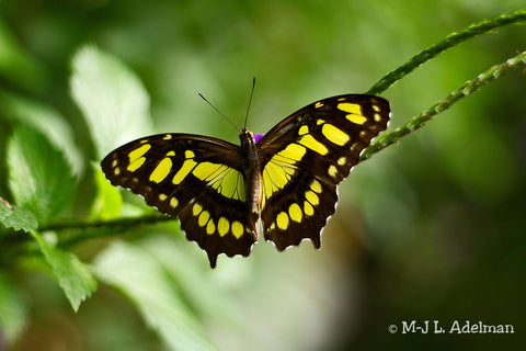 Malachite Butterfly PEI