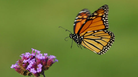 monarch butterfly PEI