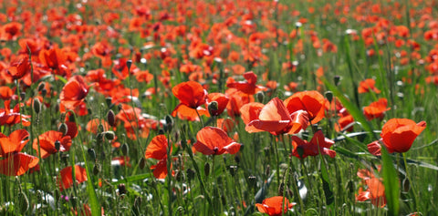 poppy remembrance day