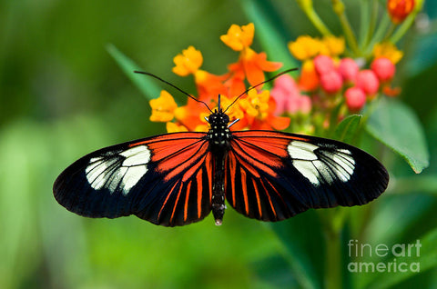 postman butterfly 