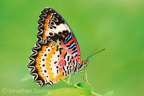 Red Lacewing 