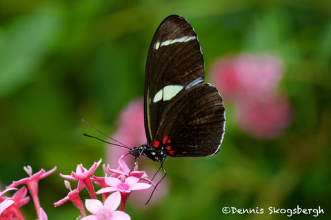 Sarah Longwing Butterfly 