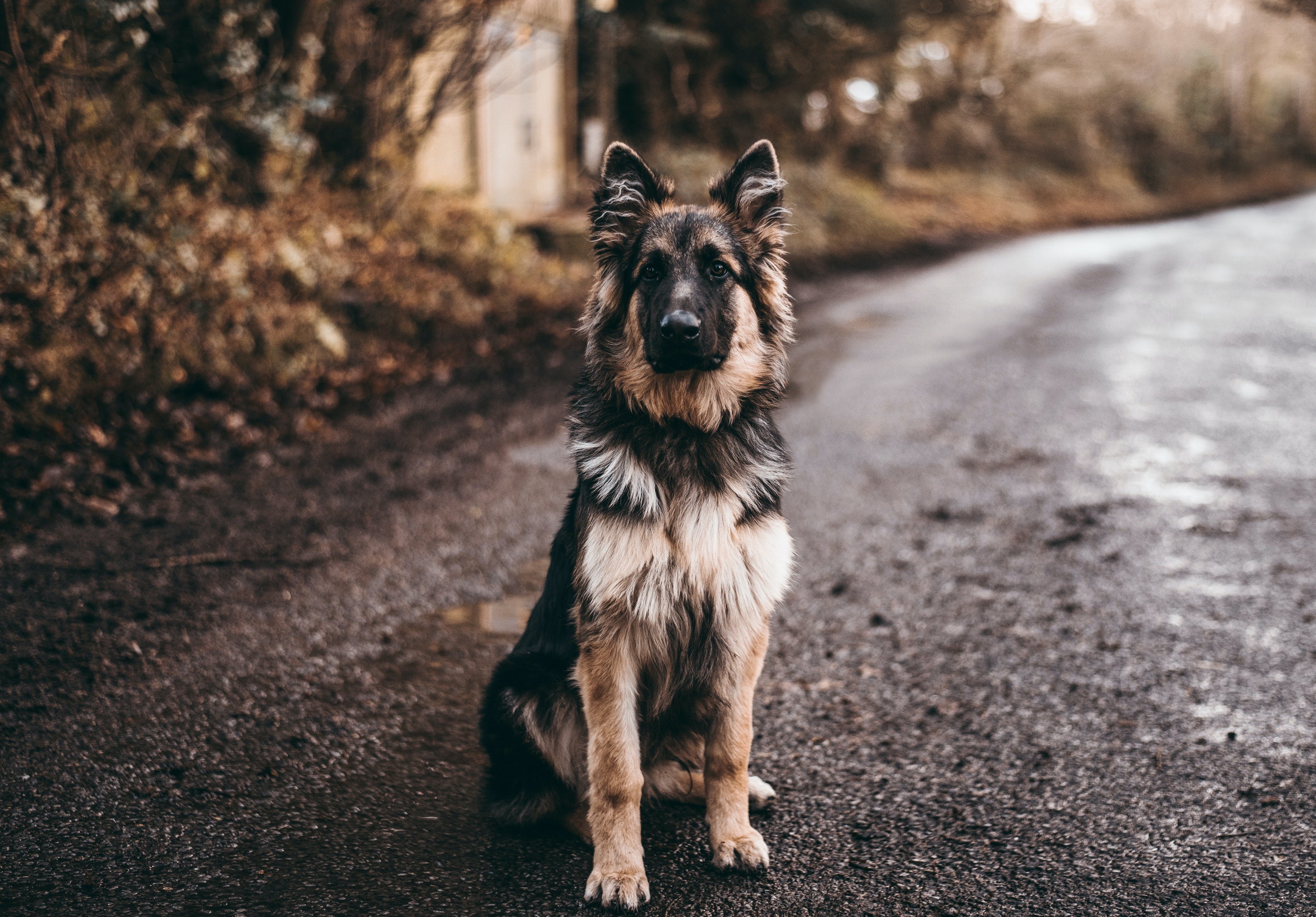 how much to feed 1 year old german shepherd