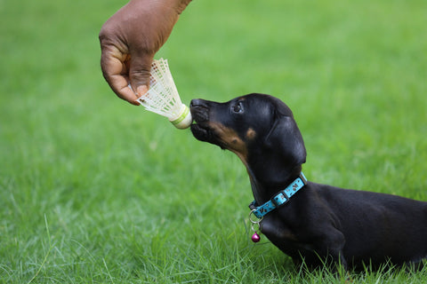 Chien main jouet