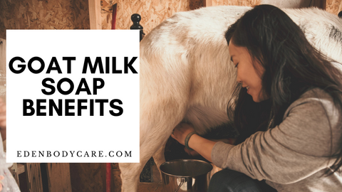 A photo showing a woman with a grey sweater, long black hair on the right, facing left to a white Saanen goat milking her in a stainless steel bucket accessing all the good benefits of goat milk to add in Eden Body Care's soaps.