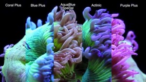 best ati bulbs for coral growth