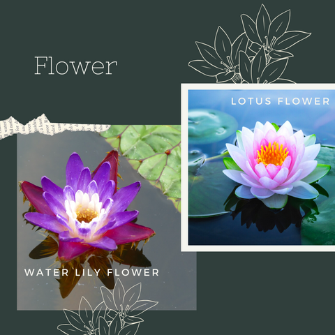 water lily flower lotus popped roasted seeds himalayan makhana