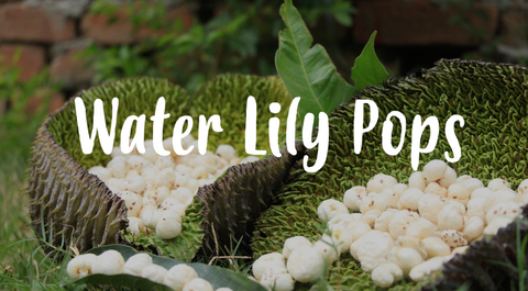 Water lily pops by ZENKO Superfoods
