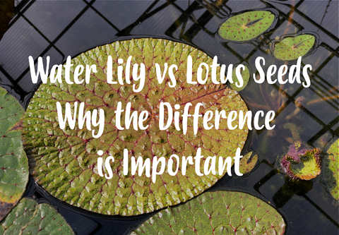 water lily pops lotus seeds why the difference is important plants bihar euryale ferox