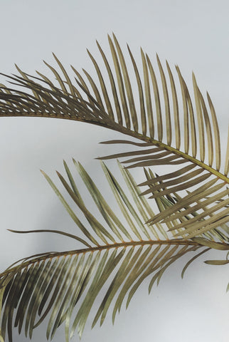 Dried sago palm detail 