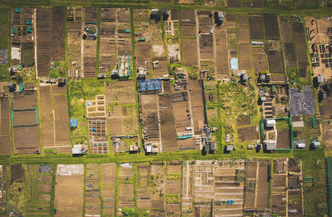 growing on an allotment benefits