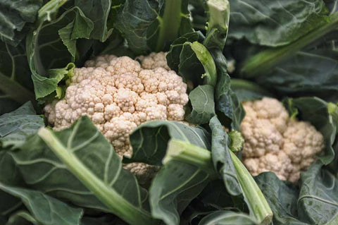fresh heads of cauliflower white and green
