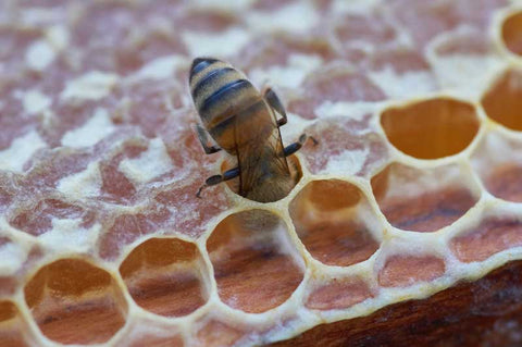 honey bee in a honey comb