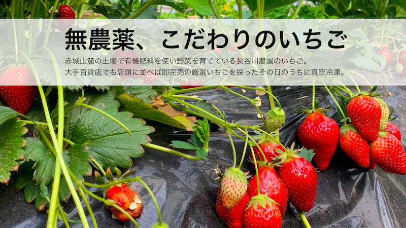 無農薬 化学肥料不使用 長谷川農園のオーガニック冷凍いちご