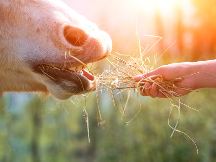 Pferd frisst qualitativ hochwertiges Heu