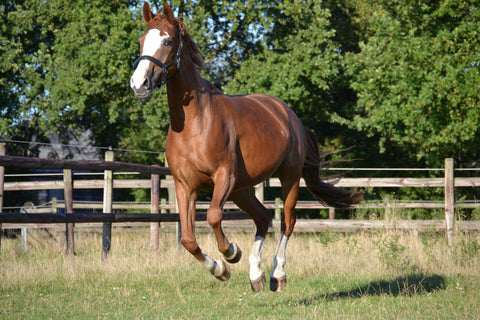 Pferd in der freien Bewegung