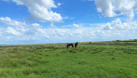 Die Weide: Ideal für Pferde mit Atemwegsproblemen