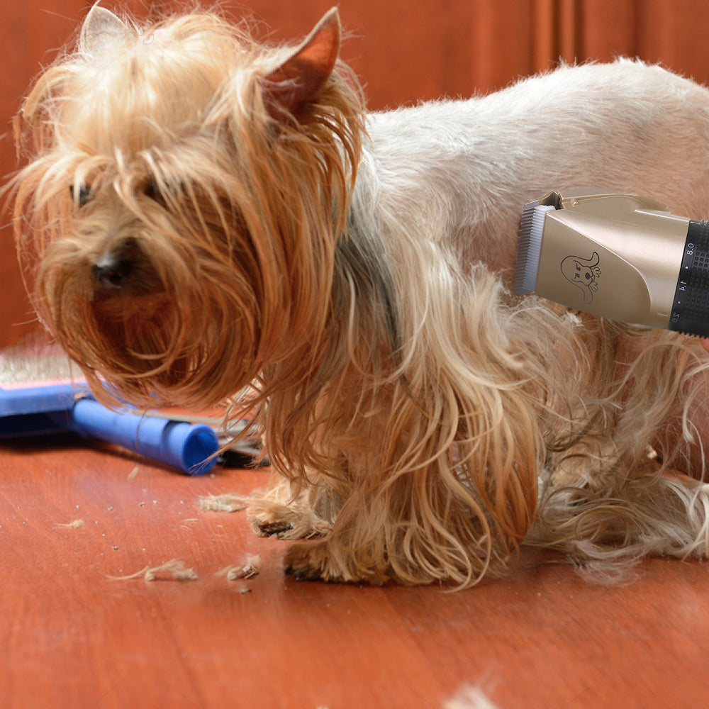 best dog clippers for cairn terrier