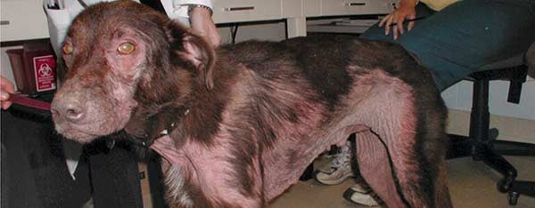 samvittighed Mangle Eksperiment Allergi hund også kendt som atopisk dermatitis – Os med kæledyr.dk