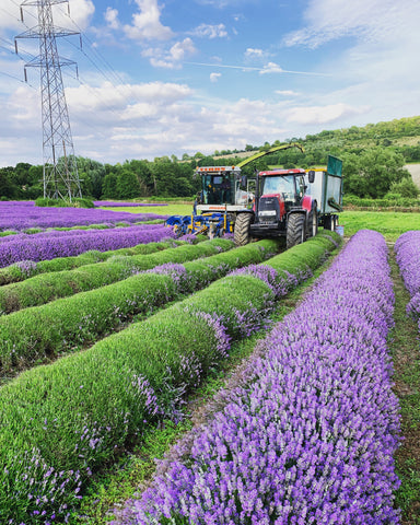 Lavender Harvest in action