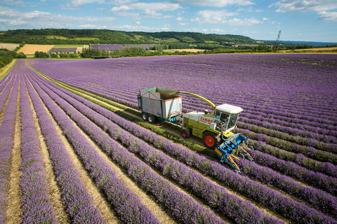 Lavender Harvesting at Castle Farm