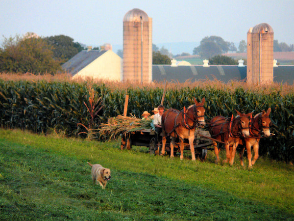 amish agriculture