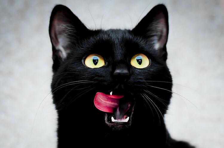 10 fascinating facts about black cats – FELIWAY Shop