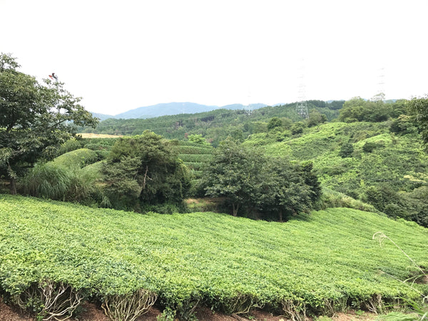 Tea fields in Japan