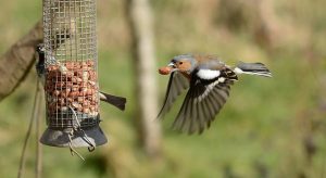 Make a Bird Feeder