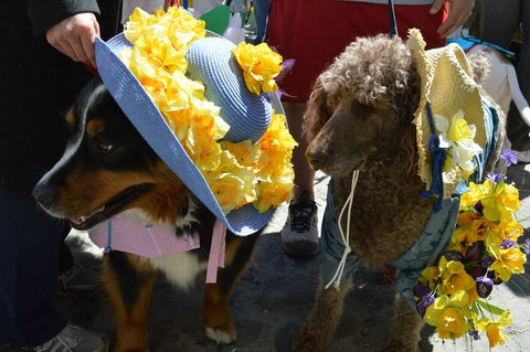 Daffodil Dog Parade