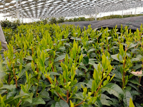 Two fresh leaves and a bud have developed and matured sufficiently to be ready for harvest