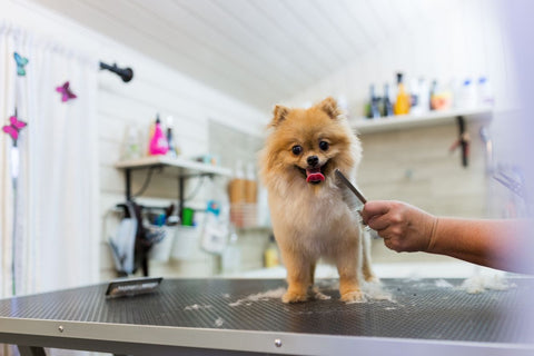 treating dry dog skin