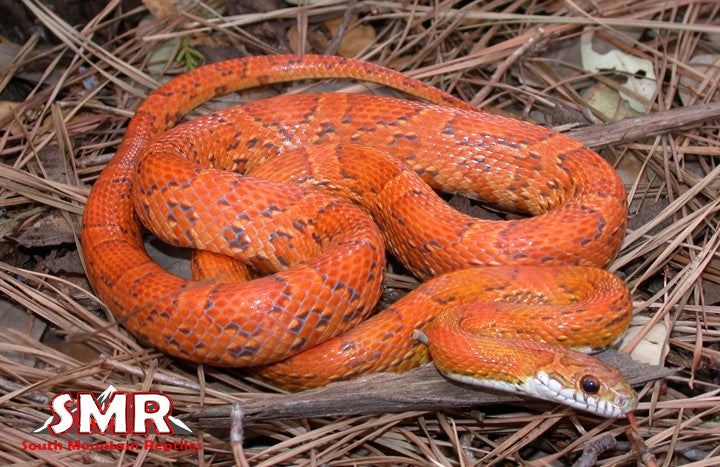 fluorescent orange corn snake