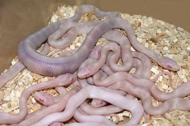 corn snake eaten by another corn snake