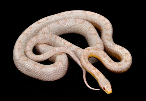 snow hurricane corn snake