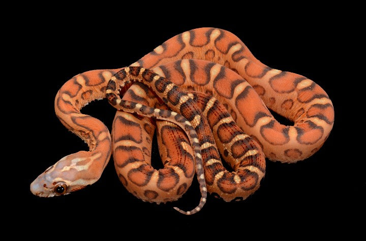 scaleless corn snake